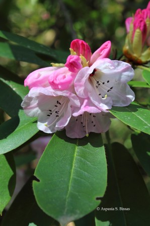 0 rhododendron 3