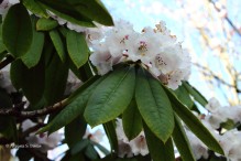 0 rhododendron 4