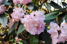 0 rhododendron 5