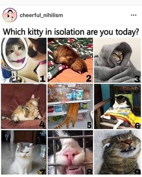 Which kitty in isolation are you today? meme via Aspasia S. Bissas