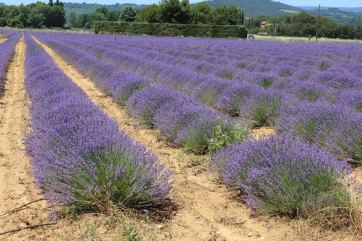 Visiting Provence, Lavender Fields, blog post by Aspasia S. Bissas